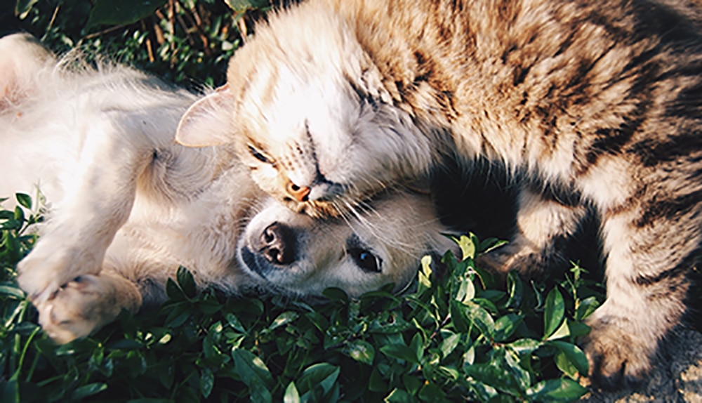 travel-with-pets-dogs-welcome-Columbus-Monte-Carlo